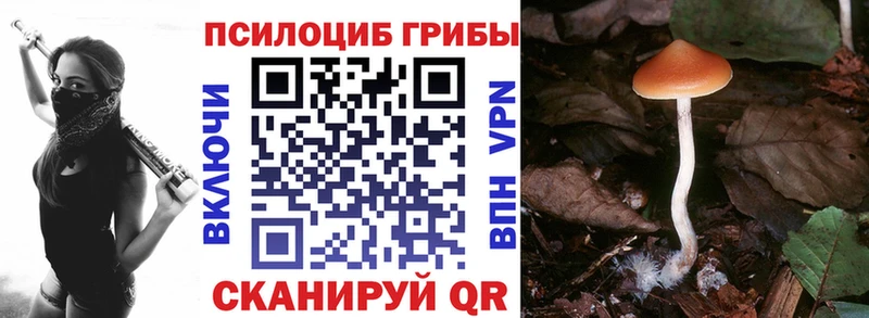 Галлюциногенные грибы Psilocybe  купить наркотик  Горно-Алтайск 